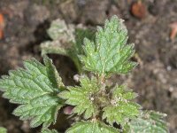 Lamium hybridum 18, Ingesneden dovenetel, Saxifraga-Rutger Barendse