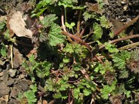 Lamium hybridum 24, Ingesneden dovenetel, Saxifraga-Rutger Barendse