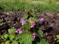 Lamium hybridum 27, Ingesneden dovenetel, Saxifraga-Ed Stikvoort