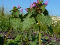 Lamium hybridum 28, Ingesneden dovenetel, Saxifraga-Ed Stikvoort