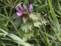 Lamium hybridum 3, Ingesneden dovenetel, Saxifraga - Peter Meininger