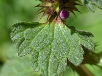 Lamium hybridum 32, Ingesneden dovenetel, Saxifraga-Sonja Bouwman  840. Ingesneden dovenetel - Lamium hybridum - Lamiaceae familie (i)