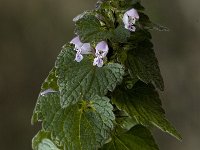 Lamium hybridum 4, Ingesneden dovenetel, Saxifraga-Jan van der Straaten