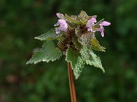 Lamium hybridum 5, Ingesneden dovenetel, Saxifraga-Marijke Verhagen