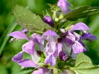 Lamium maculatum 47, Gevlekte dovenetel, Saxifraga-Sonja Bouwman  1050. Gevlekte dovenetel - Lamium maculatum - Lamiaceae familie (i)