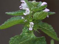 Lamium purpureum 37, Paarse dovenetel, Saxifraga-Peter Meininger