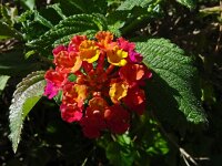Lantana camara 11, Saxifraga-Hans Grotenhuis