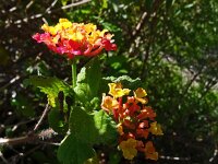 Lantana camara 13, Saxifraga-Hans Grotenhuis