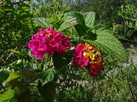 Lantana camara 15, Saxifraga-Hans Grotenhuis