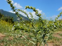 Lappula squarrosa 14, Stekelzaad, Saxifraga-Ed Stikvoort