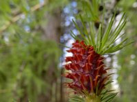 Larix decidua 24, Europese lork, Saxifraga-Ed Stikvoort