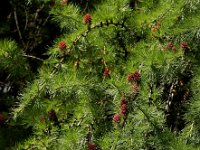 Larix decidua 25, Europese lork, Saxifraga-Ed Stikvoort