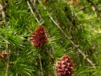 Larix decidua 26, Europese lork, Saxifraga-Ed Stikvoort