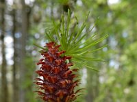 Larix decidua 29, Europese lork, Saxifraga-Ed Stikvoort