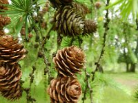 Larix kaempferi 3, Japanse lork, Saxifraga-Rutger Barendse