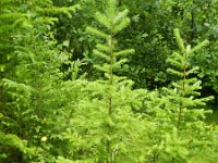 Larix kaempferi 4, Japanse lork, Saxifraga-Rutger Barendse