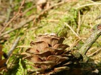 Larix kaempferi 5, Japanse lork, Saxifraga-Rutger Barendse