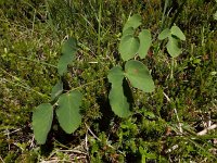 Laserpitium latifolium 12, Saxifraga-Ed Stikvoort