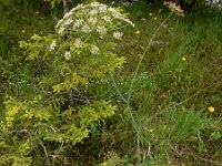 Laserpitium latifolium 16, Saxifraga-Ed Stikvoort