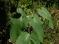 Laserpitium latifolium 18, Saxifraga-Ed Stikvoort