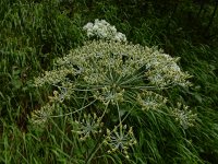 Laserpitium latifolium 25, Saxifraga-Ed Stikvoort