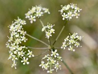 Laserpitum siler 30, Saxifraga-Sonja Bouwman  Laserwort - Laserpitum siler - Apiaceae familie; Tre Cime (I)