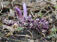 Lathraea clandestina 26, Paarse schubwortel, Saxifraga-Tom Heijnen