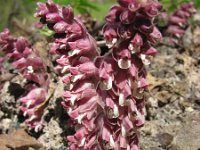 Lathraea squamaria 18, Bleke schubwortel, Saxifraga-National Botanical Garden of Latvia