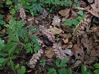 Lathraea squamaria 24, Bleke schubwortel, Saxifraga-Ed Stikvoort