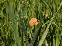 Lathyrus annuus 5, Saxifraga-Ed Stikvoort