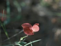 Lathyrus annuus 7, Saxifraga-Jan van der Straaten