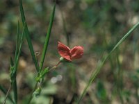 Lathyrus annuus 8, Saxifraga-Jan van der Straaten