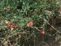 Lathyrus annuus 9, Saxifraga-Jan van der Straaten