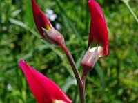 Lathyrus articulatus