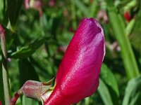 Lathyrus articulatus 3, Saxifraga-Hans Grotenhuis