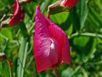 Lathyrus articulatus 4, Saxifraga-Hans Grotenhuis