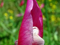 Lathyrus articulatus 6, Saxifraga-Hans Grotenhuis