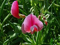 Lathyrus articulatus 7, Saxifraga-Hans Grotenhuis
