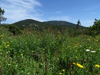 Lathyrus articulatus 8, Saxifraga-Hans Grotenhuis