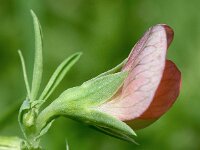 Lathyrus cicera 11, Saxifraga-Sonja Bouwman  Lathyrus cicera - Fabaceae familie