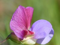 Lathyrus clymenum 23, Saxifraga-Sonja Bouwman  Spanish vetchling - Lathyrus clymenum - Fabaceae familie; Vale da Telha (Pt)