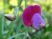 Lathyrus clymenum 24, Saxifraga-Tom Heijnen