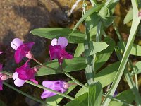 Lathyrus heterophyllus 10, Saxifraga-Rutger Barendse