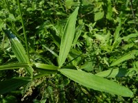 Lathyrus heterophyllus 11, Saxifraga-Rutger Barendse