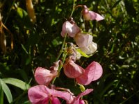 Lathyrus heterophyllus 2, Ongelijkbladige lathyrus, Saxifraga-Ed Stikvoort