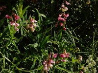 Lathyrus heterophyllus 3, Ongelijkbladige lathyrus, Saxifraga-Ed Stikvoort