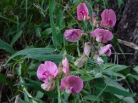 Lathyrus heterophyllus 6, Ongelijkbladige lathyrus, Saxifraga-Ed Stikvoort