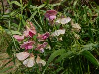 Lathyrus heterophyllus 8, Ongelijkbladige lathyrus, Saxifraga-Ed Stikvoort