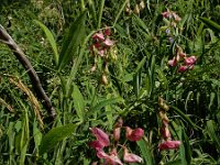 Lathyrus heterophyllus 9, Ongelijkbladige lathyrus, Saxifraga-Ed Stikvoort