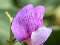 Lathyrus japonicus 36, Zeelathyrus, Saxifraga-Sonja Bouwman  790. Zeelathyrus - Lathyrus japonicus - Fabaceae familie (i) Harlingen